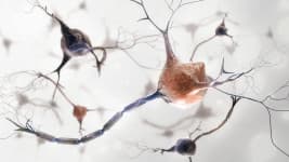 Nervenregeneration